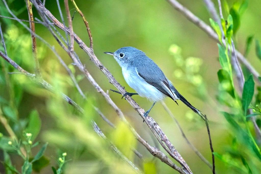 Blue-gray gnatcatcher at Powell Creek Preserve in Southwest Florida by diana_robinson is licensed under CC BY-NC-ND 2.0